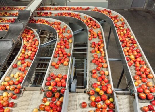 bandas transportadoras para frutas