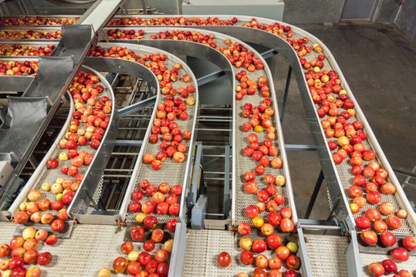 bandas transportadoras para frutas