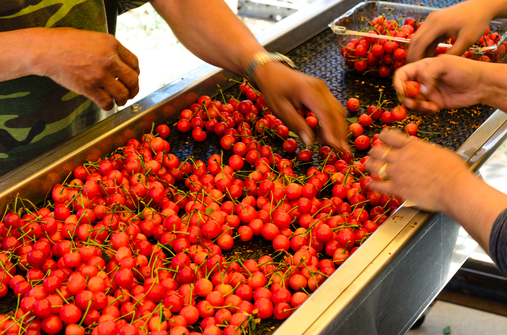 Bandas transportadoras para frutas